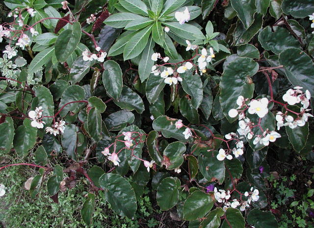 B. ‘Hattie Worden’